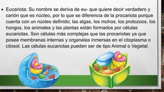  Eucariota: Su nombre se deriva de eu- que quiere decir verdadero y
carión que es núcleo, por lo que se diferencia de la procariota porque
cuenta con un núcleo definido; las algas, los mohos, los protozoos, los
hongos, los animales y las plantas están formados por células
eucariotas. Son células más complejas que las procariotas ya que
posee membranas internas y organelas inmersas en el citoplasma o
citosol. Las células eucariotas pueden ser de tipo Animal o Vegetal.
 