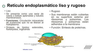 Liso Y Rugoso La célula animal | PPTX
