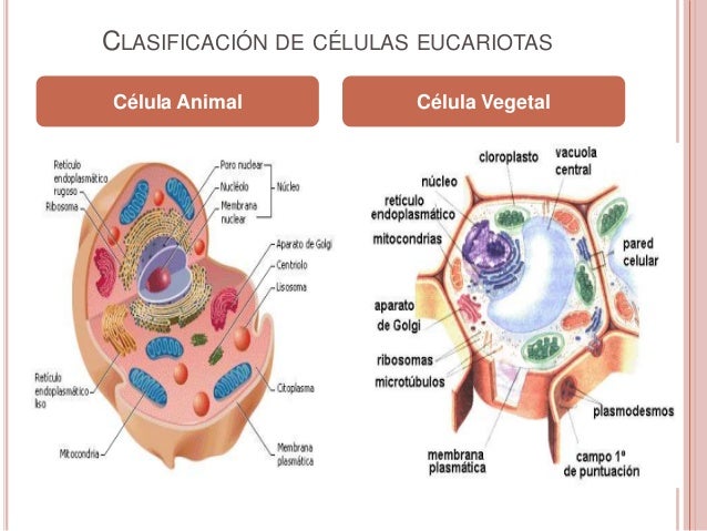 La célula animal y vegetal La célula animal y vegetal