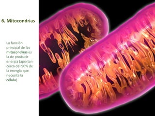 7. Peroxisoma
Los peroxisomas (o microcuerpos)
son cuerpos esféricos con
membrana.
Se forman por gemación a partir
del ret...
