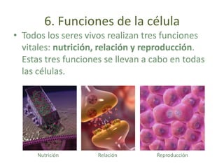 Función de Nutrición
•   La nutrición celular engloba
    los procesos destinados a
    proporcionar a la célula
    energ...