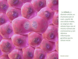 Reproducción de los organismos
                unicelulares




La bipartición consiste en   En la gemación, la célula    ...