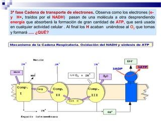 3ª fase Cadena de transporte de electrones. Observa como los electrones (ey H+, traídos por el NADH) pasan de una molécula a otra desprendiendo
energía que absorberá la formación de gran cantidad de ATP, que será usada
en cualquier actividad celular . Al final los H acaban uniéndose al O2 que tomas
y formará ..... ¿QUÉ?

 