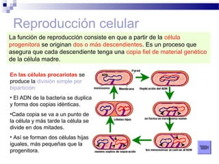 Reproducción celular
La función de reproducción consiste en que a partir de la célula
progenitora se originan dos o más descendientes. Es un proceso que
asegura que cada descendiente tenga una copia fiel de material genético
de la célula madre.
En las células procariotas se
produce la división simple por
bipartición:
• El ADN de la bacteria se duplica
y forma dos copias idénticas.
•Cada copia se va a un punto de
la célula y más tarde la célula se
divide en dos mitades.
• Así se forman dos células hijas
iguales, más pequeñas que la
progenitora.

 