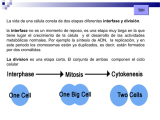 La vida de una célula consta de dos etapas diferentes interfase y división.
la interfase no es un momento de reposo, es una etapa muy larga en la que
tiene lugar el crecimiento de la célula y el desarrollo de las actividades
metabólicas normales. Por ejemplo la síntesis de ADN, la replicación, y en
este periodo los cromosomas están ya duplicados, es decir, están formados
por dos cromátidas
La division es una etapa corta. El conjunto de ambas componen el ciclo
celular

 