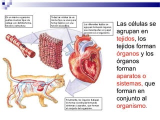 Las células se
agrupan en
tejidos, los
tejidos forman
órganos y los
órganos
forman
aparatos o
sistemas, que
forman en
conjunto al
organismo.

 