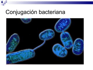 Conjugación bacteriana

 