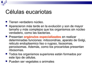 Células eucariotas








Tienen verdadero núcleo.
Aparecieron más tarde en la evolución y son de mayor
tamaño y más complejos que los organismos sin núcleo
verdadero, como las bacterias.
Presentan orgánulos especializados en realizar
determinadas funciones: mitocondrias, aparato de Golgi,
reticulo endoplasmico liso o rugoso, lisosomas,
peroxisomas. Además, como los procariotas presentan
ribosomas.
Todos los organismos superiores están formados por
este tipo de células.
Pueden ser vegetales o animales

 