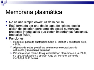 Membrana plasmática





No es una simple envoltura de la célula.
Está formada por una doble capa de lípidos, que la
aislan del exterior, pero también poseo numerosas
proteínas intercaladas que tienen importantes funciones.
(mosaico fluido)
Funciones:




Regula el paso de sustancias hacia el interior y el exterior de la
célula.
Algunas de estas proteínas actúan como receptores de
estímulos y moléculas químicas
Presento unas moléculas que identifican claramente a la célula,
su tipo, localización y estado. Algo así como el carné de
identidad de la célula.

 