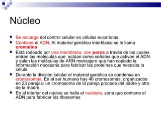 Núcleo








Se encarga del control celular en células eucariotas.
Contiene el ADN. Al material genético interfásico se le llama
cromatina
Está rodeado por una membrana con poros a través de los cuales
entran las moléculas que actúan como señales que activan el ADN
y salen las moléculas de ARN mensajero que han copiado la
información necesaria para fabricar las proteínas que necesita la
célula.
Durante la división celular el material genético se condensa en
cromosomas. En el ser humano hay 46 cromosomas, organizados
en 23 parejas: un cromosoma de la pareja procede del padre y otro
de la madre.
En el interior del núcleo se halla el nucléolo, zona que contiene el
ADN para fabricar los ribosomas

 