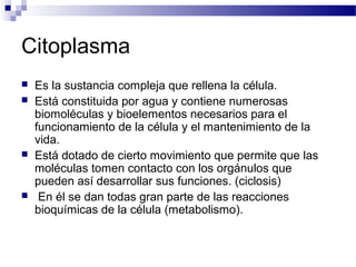 Citoplasma







Es la sustancia compleja que rellena la célula.
Está constituida por agua y contiene numerosas
biomoléculas y bioelementos necesarios para el
funcionamiento de la célula y el mantenimiento de la
vida.
Está dotado de cierto movimiento que permite que las
moléculas tomen contacto con los orgánulos que
pueden así desarrollar sus funciones. (ciclosis)
En él se dan todas gran parte de las reacciones
bioquímicas de la célula (metabolismo).

 