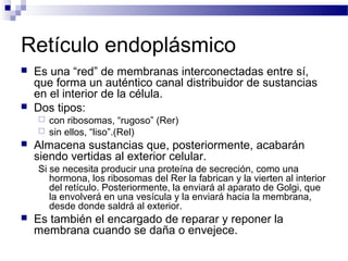 Retículo endoplásmico




Es una “red” de membranas interconectadas entre sí,
que forma un auténtico canal distribuidor de sustancias
en el interior de la célula.
Dos tipos:





con ribosomas, “rugoso” (Rer)
sin ellos, “liso”.(Rel)

Almacena sustancias que, posteriormente, acabarán
siendo vertidas al exterior celular.
Si se necesita producir una proteína de secreción, como una
hormona, los ribosomas del Rer la fabrican y la vierten al interior
del retículo. Posteriormente, la enviará al aparato de Golgi, que
la envolverá en una vesícula y la enviará hacia la membrana,
desde donde saldrá al exterior.



Es también el encargado de reparar y reponer la
membrana cuando se daña o envejece.

 