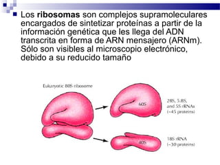 

Los ribosomas son complejos supramoleculares
encargados de sintetizar proteínas a partir de la
información genética que les llega del ADN
transcrita en forma de ARN mensajero (ARNm).
Sólo son visibles al microscopio electrónico,
debido a su reducido tamaño

 