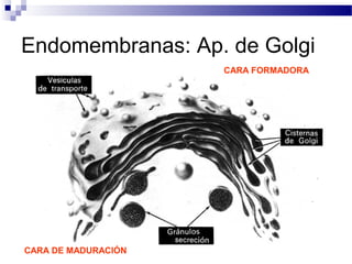 Endomembranas: Ap. de Golgi
CARA FORMADORA

CARA DE MADURACIÓN

 