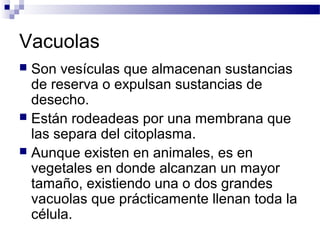 Vacuolas
Son vesículas que almacenan sustancias
de reserva o expulsan sustancias de
desecho.
 Están rodeadeas por una membrana que
las separa del citoplasma.
 Aunque existen en animales, es en
vegetales en donde alcanzan un mayor
tamaño, existiendo una o dos grandes
vacuolas que prácticamente llenan toda la
célula.


 