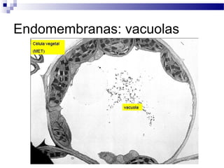 Endomembranas: vacuolas

 