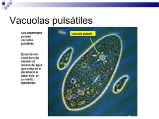 Vacuolas pulsátiles

 