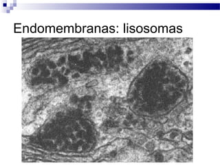 Endomembranas: lisosomas

 