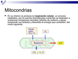 Mitocondrias


En su interior se produce la respiración celular, un proceso
catabólico, por el cual las biomoléculas-nutrientes se degradan a
sustancias inorgánicas sencillas (dióxido de carbono y agua),
rompiendo sus enlaces y liberando la energía que contienen, del
modo siguiente:

 