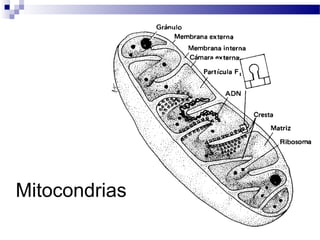 Mitocondrias

 