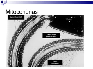 Mitocondrias

 