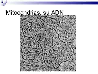 Mitocondrias, su ADN

 