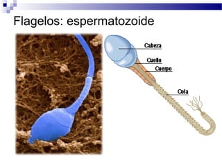Flagelos: espermatozoide

 
