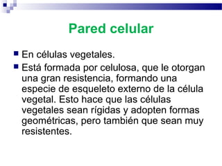 Pared celular
En células vegetales.
 Está formada por celulosa, que le otorgan
una gran resistencia, formando una
especie de esqueleto externo de la célula
vegetal. Esto hace que las células
vegetales sean rígidas y adopten formas
geométricas, pero también que sean muy
resistentes.


 