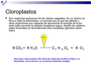 Cloroplastos


Son orgánulos exclusivos de las células vegetales. En su interior se
lleva a cabo la fotosíntesis, un proceso por el que las plantas y
otros organismos son capaces de aprovechar la energía de la luz
solar para convertir la materia inorgánica (agua, dióxido de carbono,
sales minerales) en biomoléculas más complejas (glúcidos sobre
todo).

 