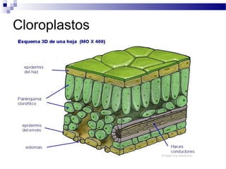 Cloroplastos

 