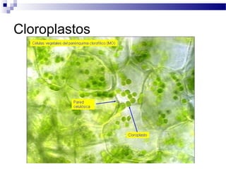 Cloroplastos

 