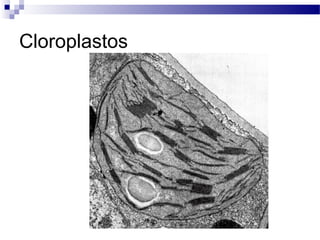 Cloroplastos

 