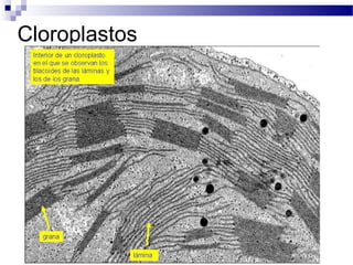 Cloroplastos

 