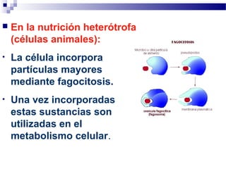 

En la nutrición heterótrofa
(células animales):

•

La célula incorpora
partículas mayores
mediante fagocitosis.

•

Una vez incorporadas
estas sustancias son
utilizadas en el
metabolismo celular.

 