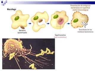 Fagocitosis

 