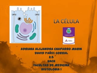 ADRIANA ALEJANDRA CHAPARRO MARIN
        DAVID YAÑEZ CORRAL
                2.5
               UACH
       FACULTAD DE MEDICINA
           HISTOLOGIA I
 