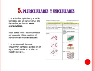 5.PLURICELULARES Y UNICELULARES
Los animales y plantas que están
formados por un número muy alto
de células, se llaman seres
pluricelulares.
otros seres vivos, están formados
por una sola célula, reciben el
nombre de seres unicelulares.
Los seres unicelulares se
encuentran por todas partes: en el
agua, en el suelo, en el aire, en
nuestro cuerpo…

 