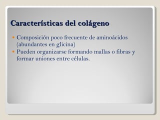 Características del colágeno Composición poco frecuente de aminoácidos (abundantes en glicina) Pueden organizarse formando mallas o fibras y formar uniones entre células. 