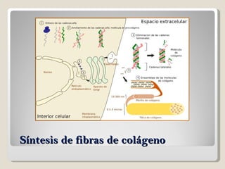 Síntesis de fibras de colágeno 