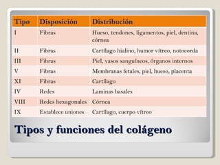Tipos y funciones del colágeno Tipo Disposición  Distribución I Fibras  Hueso, tendones, ligamentos, piel, dentina, córnea  II Fibras Cartílago hialino, humor vítreo, notocorda  III Fibras  Piel, vasos sanguíneos, órganos internos  V Fibras  Membranas fetales, piel, hueso, placenta XI Fibras  Cartílago  IV Redes Laminas basales VIII Redes hexagonales Córnea  IX Establece uniones Cartílago, cuerpo vítreo 