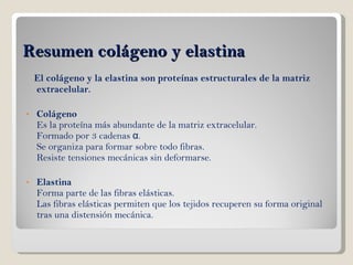 Resumen colágeno y elastina El colágeno y la elastina son proteínas estructurales de la matriz extracelular. Colágeno Es la proteína más abundante de la matriz extracelular. Formado por 3 cadenas α. Se organiza para formar sobre todo fibras. Resiste tensiones mecánicas sin deformarse. Elastina   Forma parte de las fibras elásticas. Las fibras elásticas permiten que los tejidos recuperen su forma original tras una distensión mecánica. 