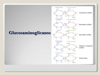 Glucosaminoglicanos 