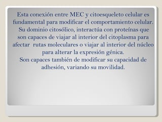 Esta conexión entre MEC y citoesqueleto celular es fundamental para modificar el comportamiento celular. Su dominio citosólico, interactúa con proteínas que son capaces de viajar al interior del citoplasma para afectar  rutas moleculares o viajar al interior del núcleo para alterar la expresión génica. Son capaces también de modificar su capacidad de adhesión, variando su movilidad. 