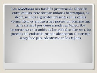 Las  selectinas  son también proteínas de adhesión entre células, pero forman uniones heterotípica, es decir, se unen a glúcidos presentes en la célula vecina. Esto es gracias a que poseen un dominio que tiene afinidad por determinados azúcares. Son importantes en la unión de los glóbulos blancos a las paredes del endotelio cuando abandonan el torrente sanguíneo para adentrarse en los tejidos. 