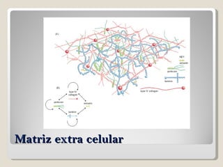Matriz extra celular 