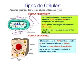 Tipos de Células 
Podemos encontrar dos tipos de células en los seres vivos: 
CÉLULA PROCARIOTA 
•No tiene núcleo pero tiene material 
genético ADN, que está libre en el 
citoplasma sin membrana. 
•Sólo posee unos orgánulos llamados 
ribosomas. 
•Es el tipo de célula que presentan las 
bacterias 
CÉLULA EUCARIOTA 
•El material genético ADN está encerrado 
en una membrana y forma el núcleo. 
•Poseen un gran número de orgánulos. 
•Es el tipo de célula que presentan el 
resto de seres vivos. 
 