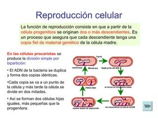 Reproducción celular 
La función de reproducción consiste en que a partir de la 
célula progenitora se originan dos o más descendientes. Es 
un proceso que asegura que cada descendiente tenga una 
copia fiel de material genético de la célula madre. 
En las células procariotas se 
produce la división simple por 
bipartición: 
• El ADN de la bacteria se duplica 
y forma dos copias idénticas. 
•Cada copia se va a un punto de 
la célula y más tarde la célula se 
divide en dos mitades. 
• Así se forman dos células hijas 
iguales, más pequeñas que la 
progenitora. 
 