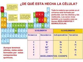 ¿DE QUÉ ESTA HECHA LA CÉLULA? 
Toda la materia que existe en el 
universo está formada por 
partículas: son los átomos y las 
moléculas. Los seres vivos 
también y en nuestro caso se 
llaman BIOELEMENTOS Y 
BIOMOLÉCULAS. 
BIOELEMENTOS: CHONPS 
Aunque tenemos 
células, éstas están 
formadas por estos 
componentes 
químicos. 
 