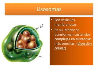 Lisosomas
• Son vesículas
membranosas.
• En su interior se
transforman sustancias
complejas en sustancias
más sencillas. (...