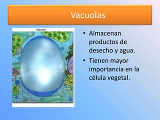 Vacuolas
• Almacenan
productos de
desecho y agua.
• Tienen mayor
importancia en la
célula vegetal.
 